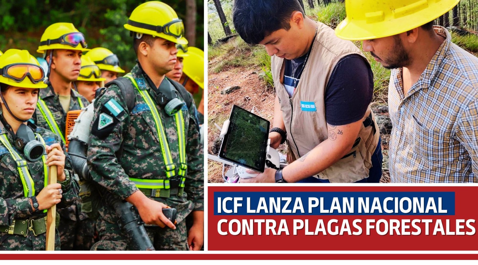 ICF: Plan Nacional contra plagas forestales