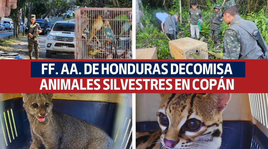 FF. AA. de Honduras decomisa animales silvestres en Copán