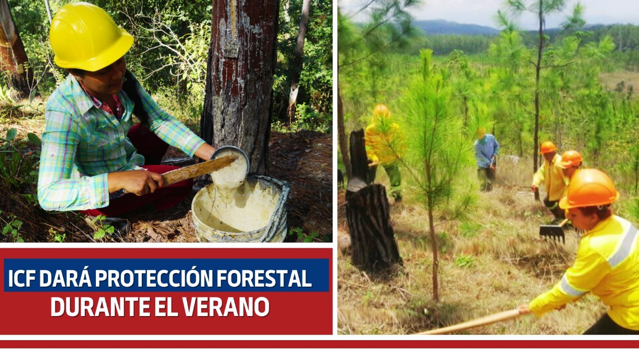 ICF dará protección forestal durante el verano