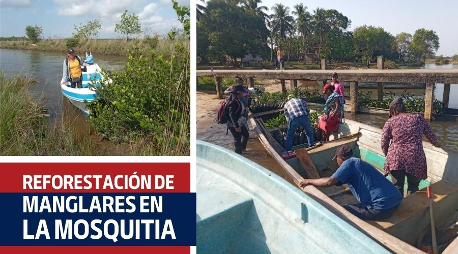 Reforestación de Manglares en la Mosquitia