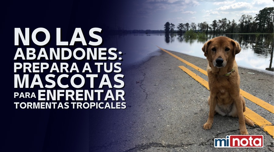 ¡Cuida a tus mascotas en esta tormenta tropical!