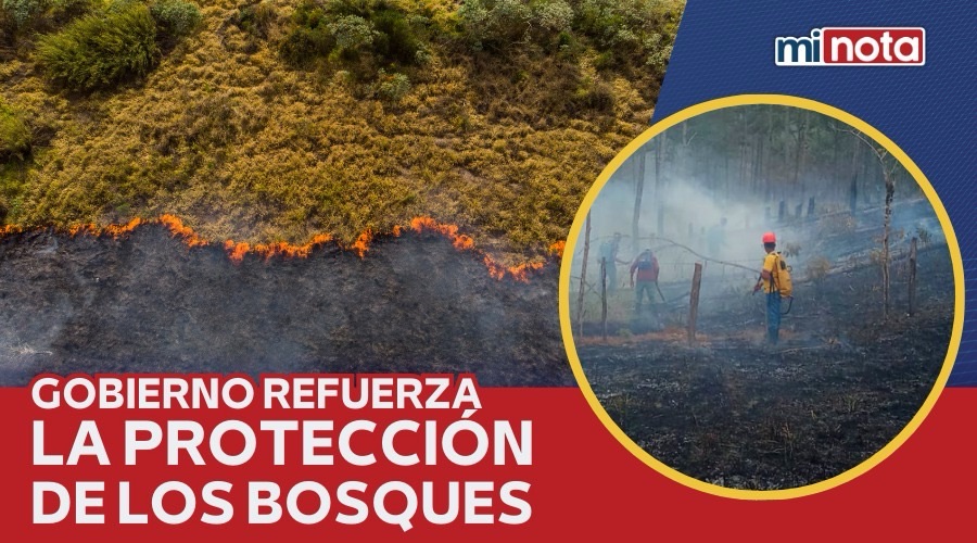 GOBIERNO REFUERZA LA PROTECCIÓN DE LOS BOSQUES