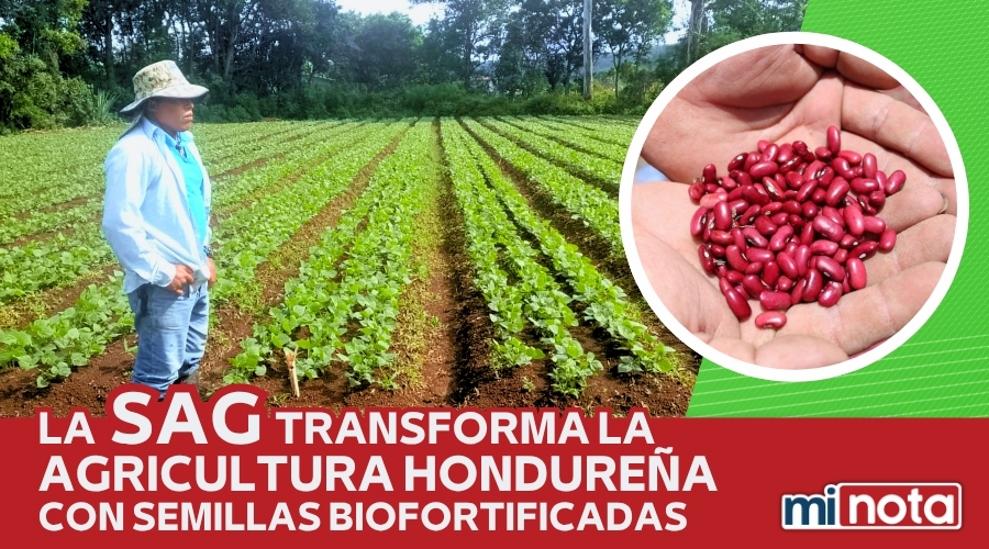 SAG TRANSFORMA LA AGRICULTURA CON SEMILLAS BIOFORTIFICADAS