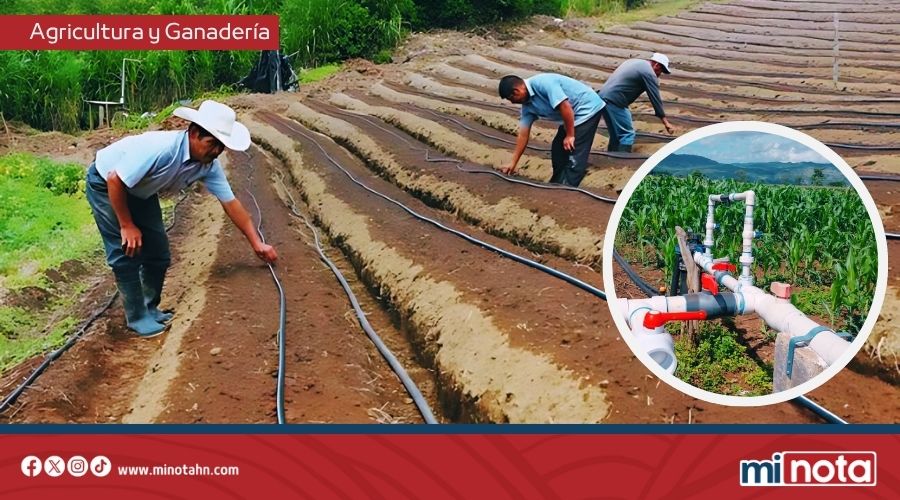 Gobierno de LIBRE moderniza el agro con más de 6,000 hectáreas bajo riego