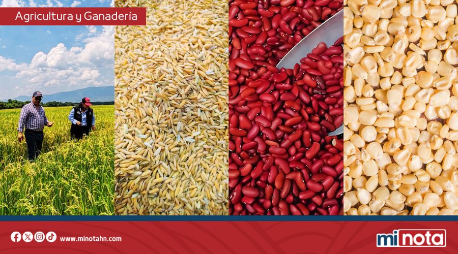 Gobierno fija precios para granos básicos