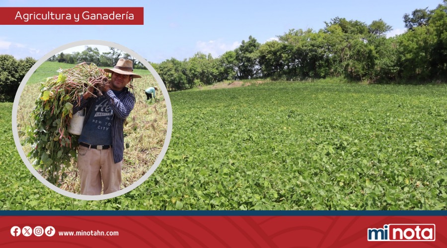PRODUCTORES INICIAN SIEMBRA DE POSTRERA CON LLUVIAS NORMALES Y APOYO DEL GOBIERNO DE LIBRE