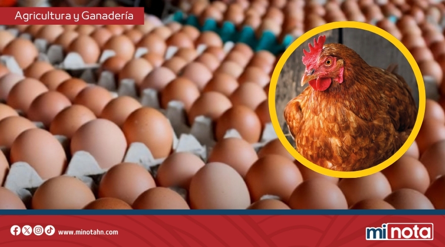 Huevos gratis para familias de bajos recursos