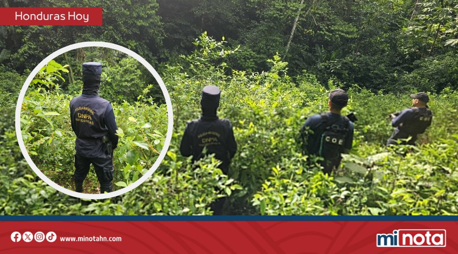 DPNA LOCALIZA 52 MIL ARBUSTOS DE COCA EN COLÓN