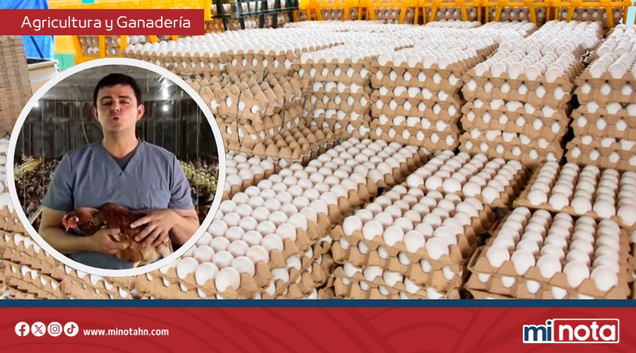 80 MIL FAMILIAS INICIARÁN A RECIBIR UN CARTÓN DE HUEVO SEMANAL EN TEGUCIGALPA Y SPS