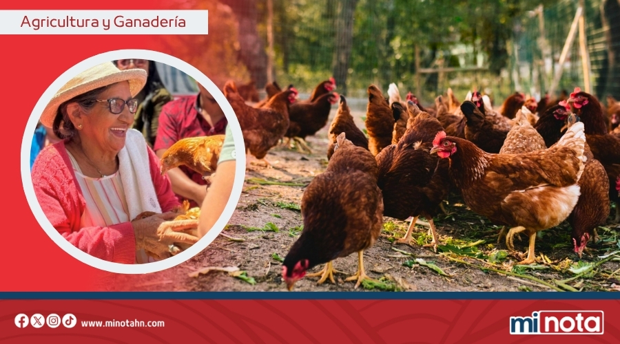 Gobierno de LIBRE entrega 18 mil aves a familias rurales