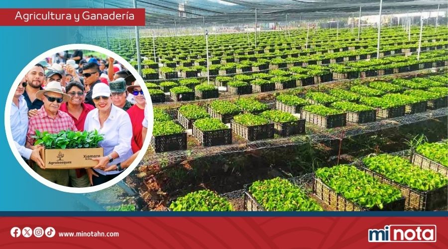 Gobierno de LIBRE transforma 10 mil manzanas de café con nuevo vivero en Guaimaca