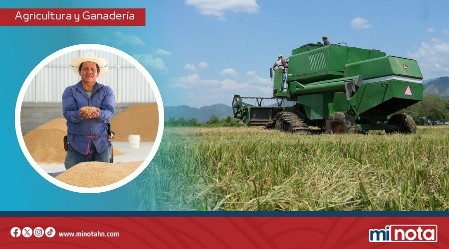 Gobierno de LIBRE fortalece el rubro del arroz