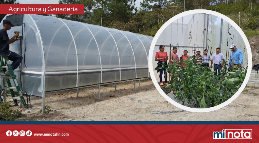 GOBIERNO DE LIBRE INVIERTE MÁS DE L. 260 MILLONES EN AGRICULTURA RESILIENTE AL CAMBIO CLIMÁTICO