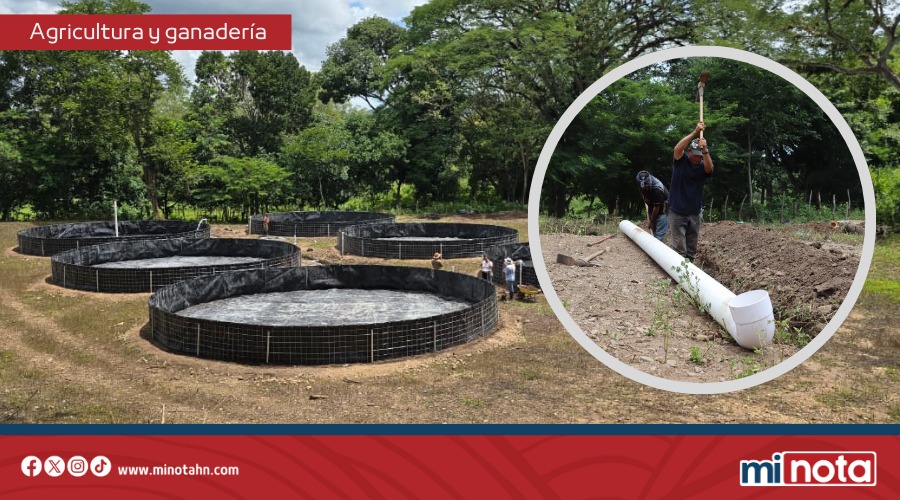 JÓVENES PRODUCEN 25,000 LBS DE TILAPIA Y GENERAN L1.5 MILLONES CON APOYO DEL GOBIERNO DE LIBRE