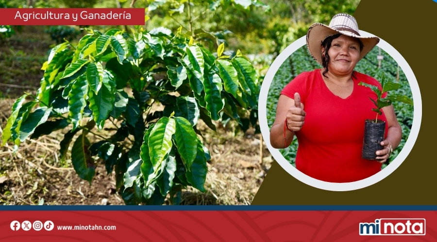 ¡Con Bono Cafetalero! Santa Bárbara sembrará 7 millones de plantas de café para superar récords