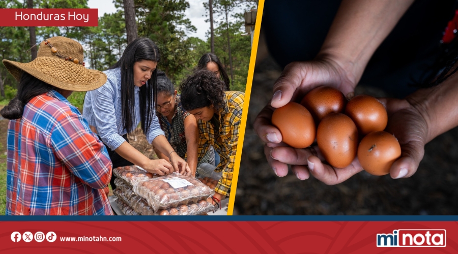 ¡Hito en la soberanía alimentaria! Ciencia hondureña entrega primera producción genética de huevos a lencas