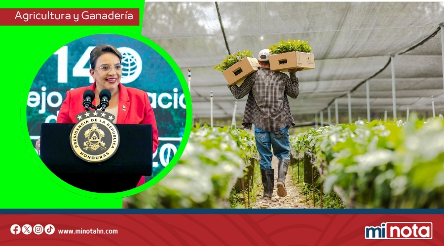 Gobierno de LIBRE beneficia a 7,000 productores  de café