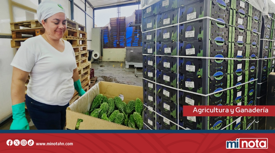 Honduras lidera exportación de ocra mundial y genera 800 empleos