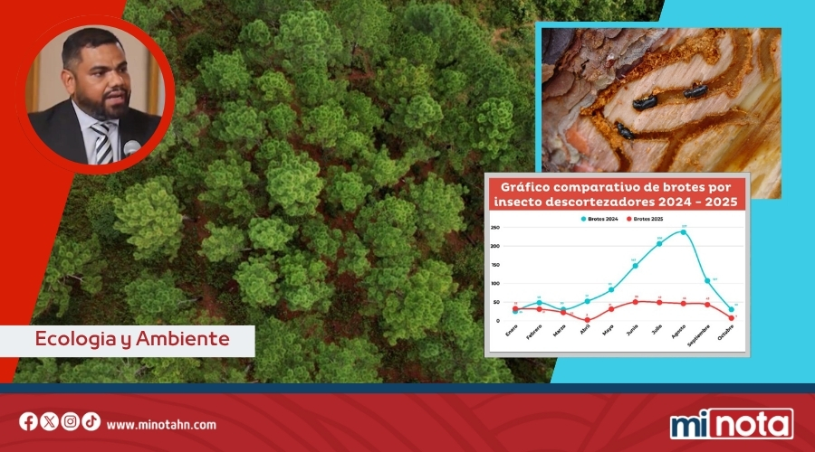 ICF REGISTRA DISMINUCION DE UN 45% EN AFECTACION FORESTAL