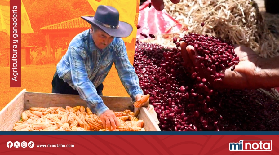 Producción de granos básicos supera expectativas en Honduras