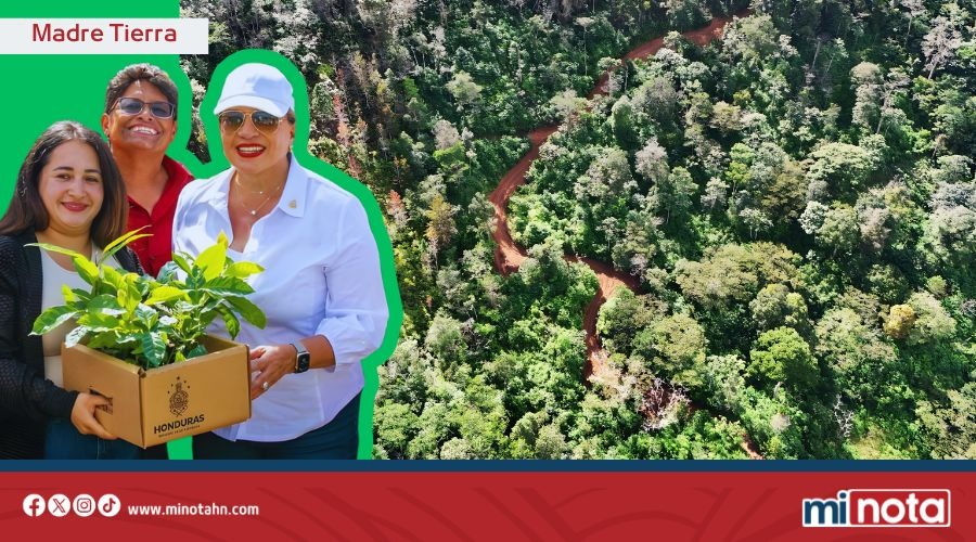 Gobierno de LIBRE logra reducción el 90% en deforestación