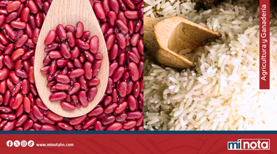 HONDURAS PROYECTA CIFRAS RÉCORD EN FRIJOL Y ARROZ EN GOBIERNO DE LIBRE